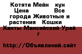 Котята Мейн - кун › Цена ­ 19 000 - Все города Животные и растения » Кошки   . Ханты-Мансийский,Урай г.